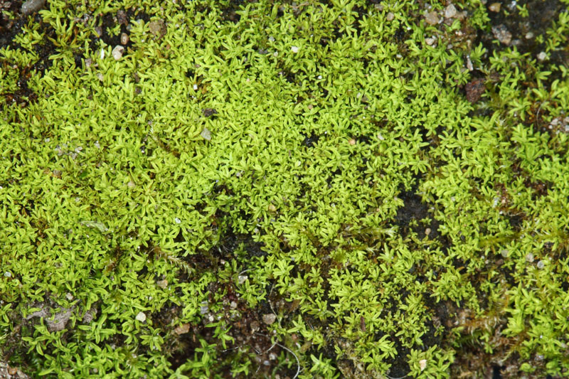 Barbula convoluta